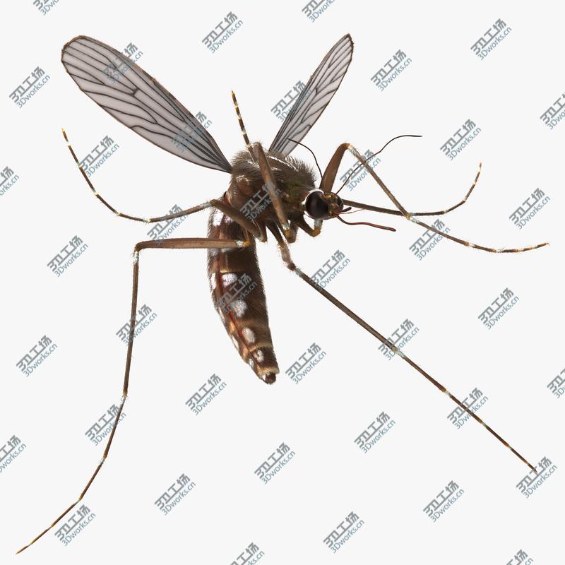 images/goods_img/2021040161/Mosquito Rigged with Fur/1.jpg